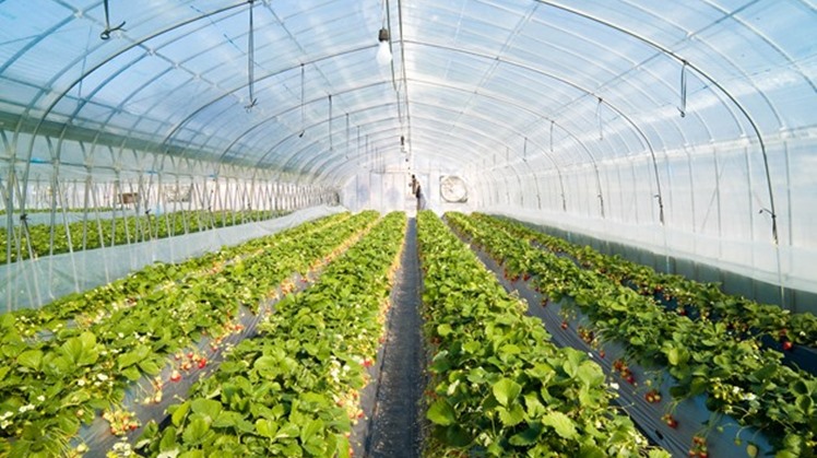 President Abdel Fatah al-Sisi inaugurated on Saturday a number of national projects including 1,300 greenhouses set up on an area of 10,000 feddans as part of the second phase of Mohamed Naguib sector for protected agriculture. 