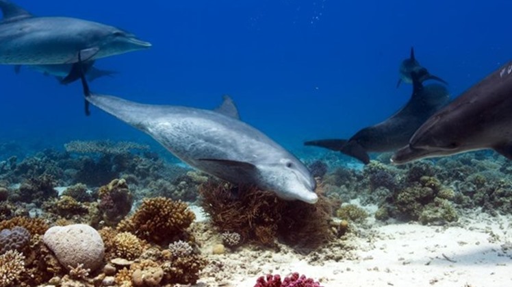 No new coronavirus cases have been reported in Egypt’s tourist governorates and hotels since 11 days, said Deputy Minister of Tourism and Antiquities Ghada Shalaby.