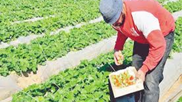 Egypt's agricultural exports record positive levels though COVID-19