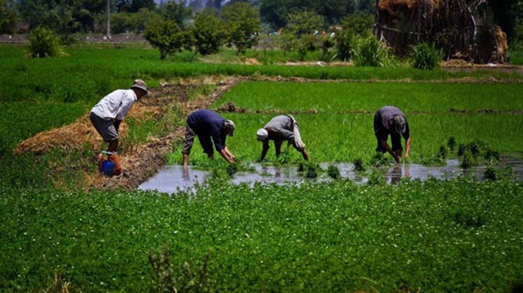 Egypt aims to increase agricultural production by 30% in 2024
