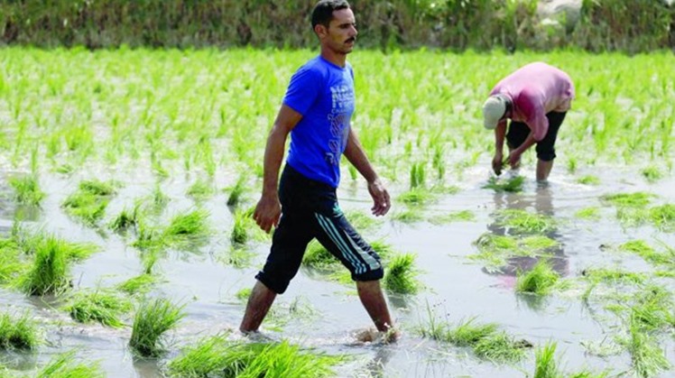 Egypt plans to establish a city for organic farming