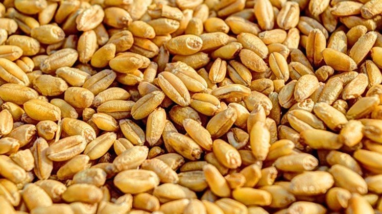 Egypt announces plan to import more wheat from Germany