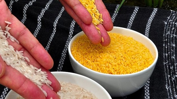 Egypt’s government denies rumors about the shortage of white rice in markets