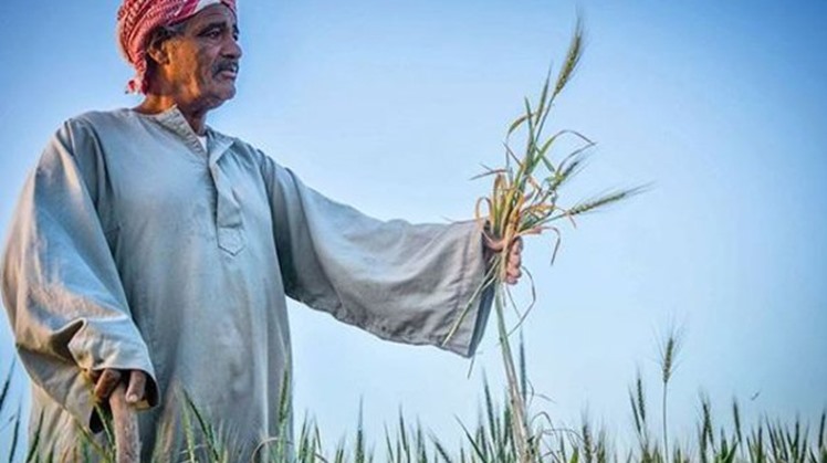 Farmer in his wheat farm 