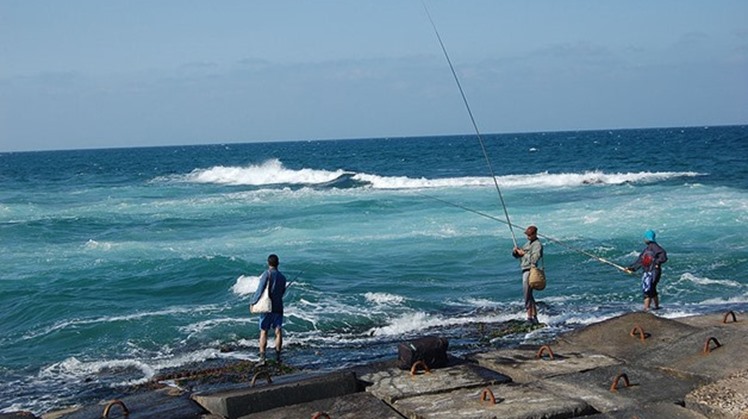 Egypt's production of fish has increased to 1.8 million tons annually, Minister of Agriculture and Land Reclamation Ezz El Din Abu Steit said.
