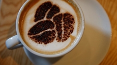 As the world celebrates the International Coffee Day on October 1st, which falls on Thursday, Egypt’s imports of Coffee has witnessed a slight decline during the past period.

